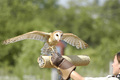 Bird of Prey