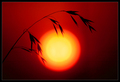 Rising over the morning sun