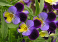 Pansies