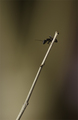 Ant