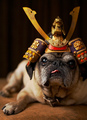 Shogun