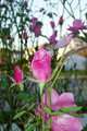 Simplicity Rose Bud