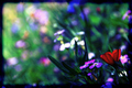 Re-visiting Monet ... in a dream