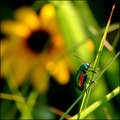 Goin' Buggie