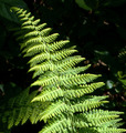 morning sun on fern