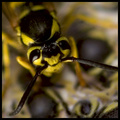 Top Wasp