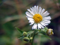 Fleabane Daisy - a really small wildflower