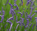 3D Lavender