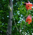 Wild Columbine