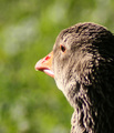 Duck, Duck, Bokeh