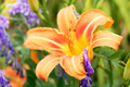 Daylily and Vetch along a roadside, Johnson County Kentucky