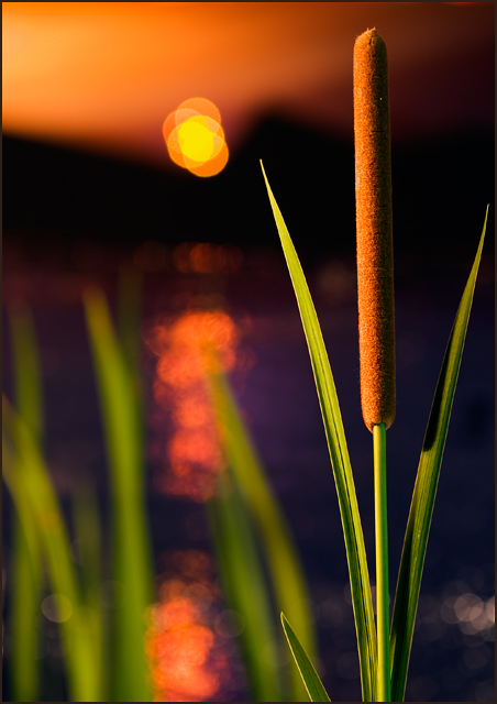 Bokeh Rising II