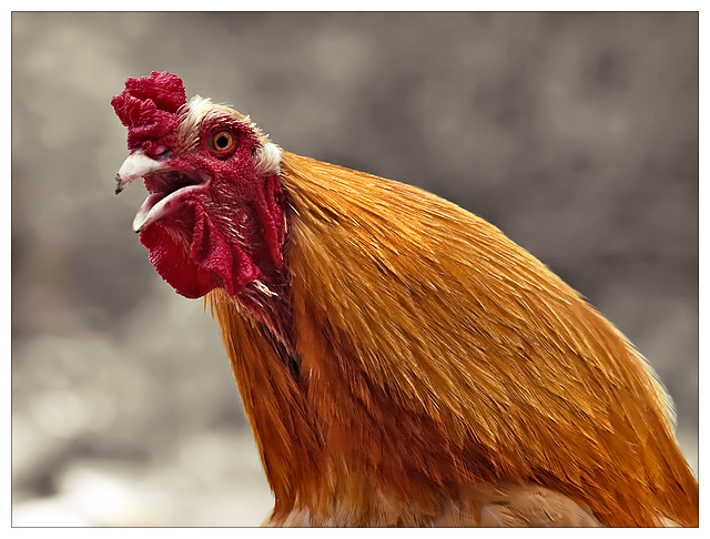 Cock-a-Bokeh-Doo