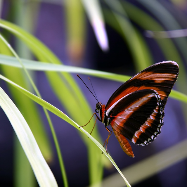 Bokeh Butterfly