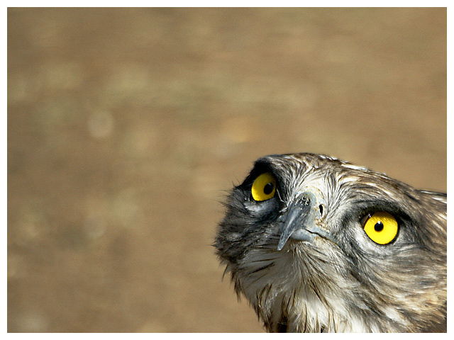 I see you