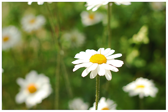 Daisy Chain