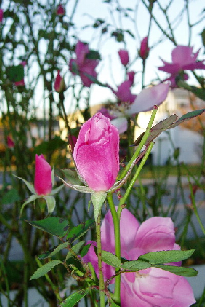 Simplicity Rose Bud