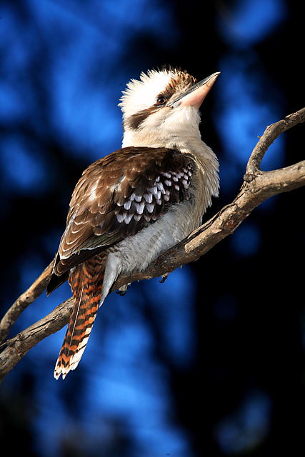 "Kooka-bokeh"
