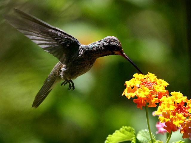 Broad Bill and Lantana