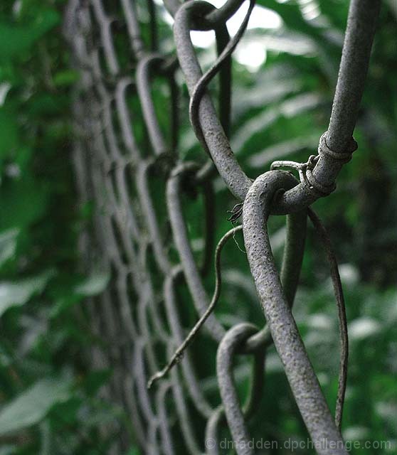 vine incursion