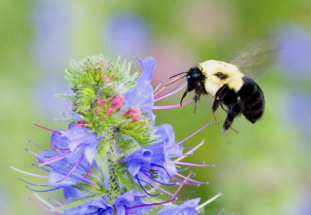 Busy as a BEE