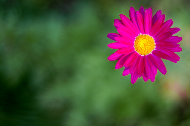 floating flower