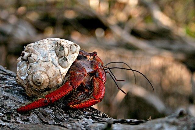 Hermit Crab