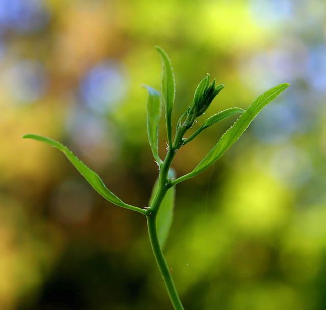 Nature's Dance