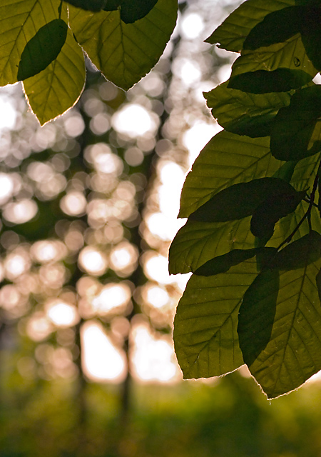 leaves and sun