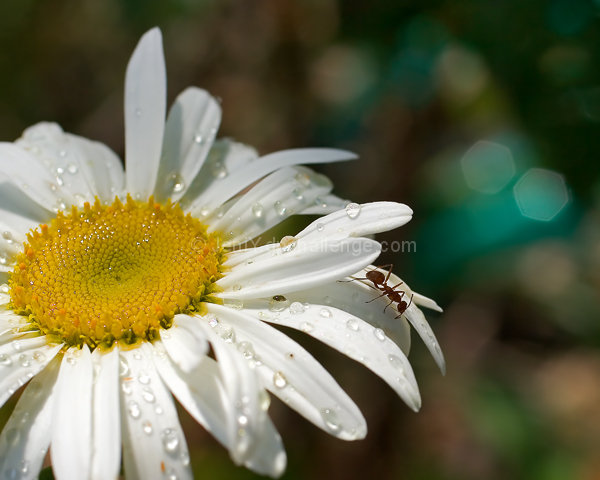 Flower and Ant