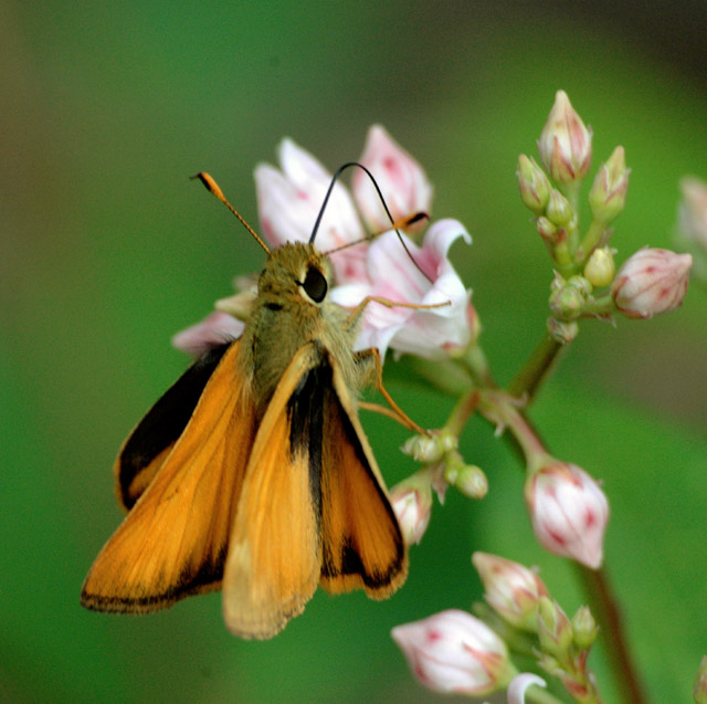 Taxiles Skipper - Poanes taxiles