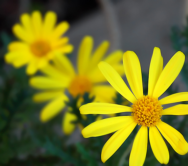 Winter Flowers