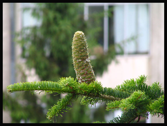 cone erectus