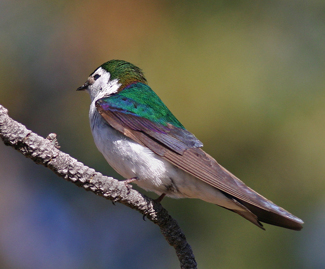 Emerald-Violet Swallow