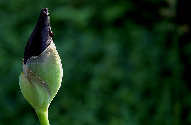 Iris bud