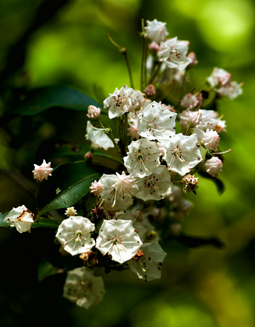 mountian laurel