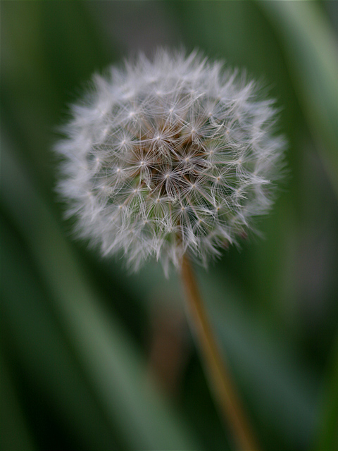 The Dandelion Fairy