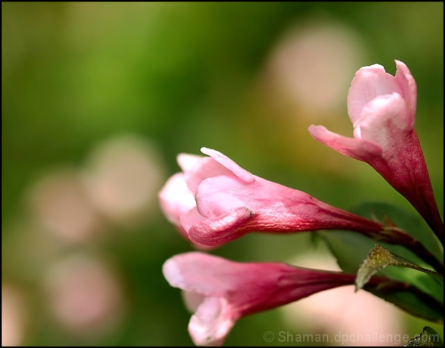 Flower trumpets blowing colorful notes