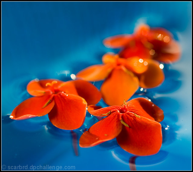 Four Fine Flowers Float Flawlessly