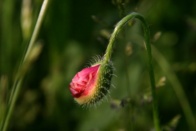 birth of a poppy