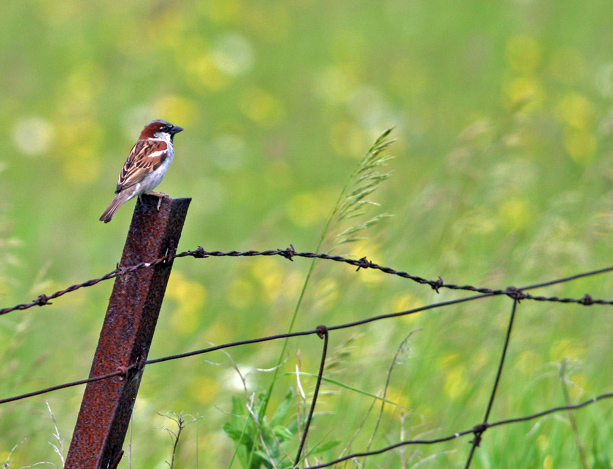 Fence Sitting