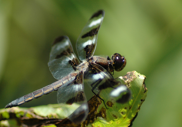 Resting in the lilies