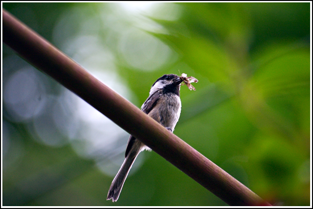 titmouse