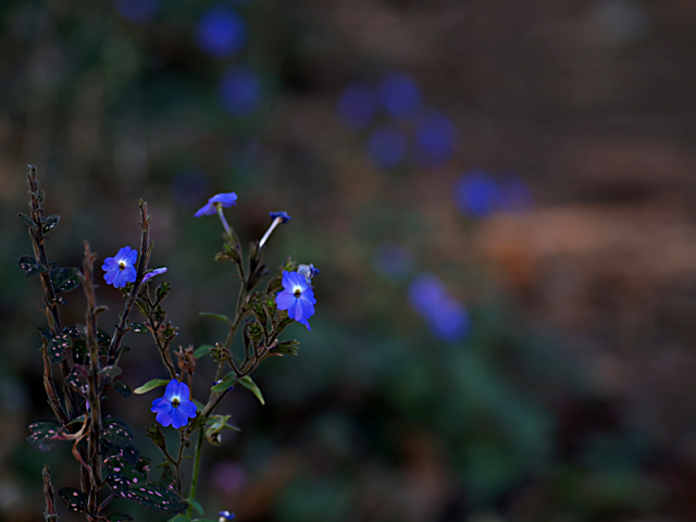 Delicate Blue