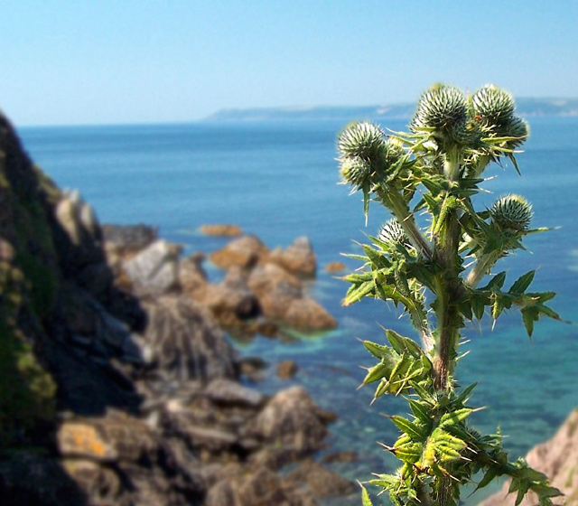 Wild Thistle