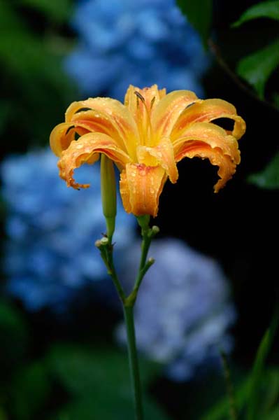 Rainy Daylily