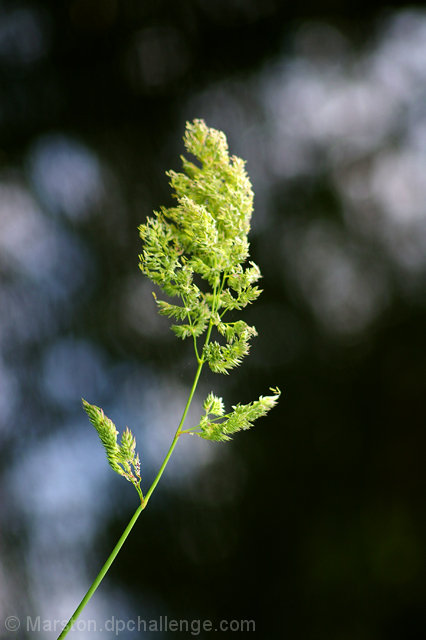 Grass in the Wind