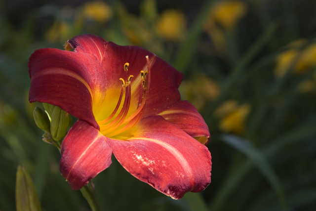 A Sun Dappled Lily