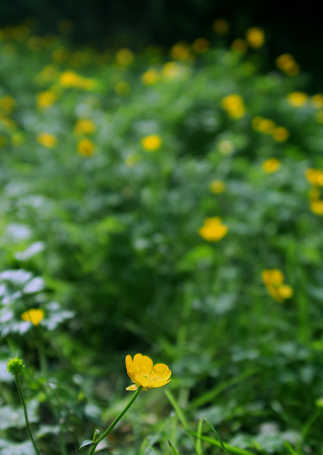 Buttercup Meadow