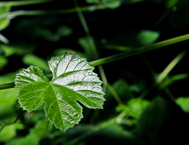 Sharp Green